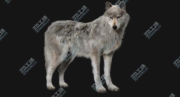 images/goods_img/20210312/White Wolf (Fur) (Rigged) 3D model/3.jpg